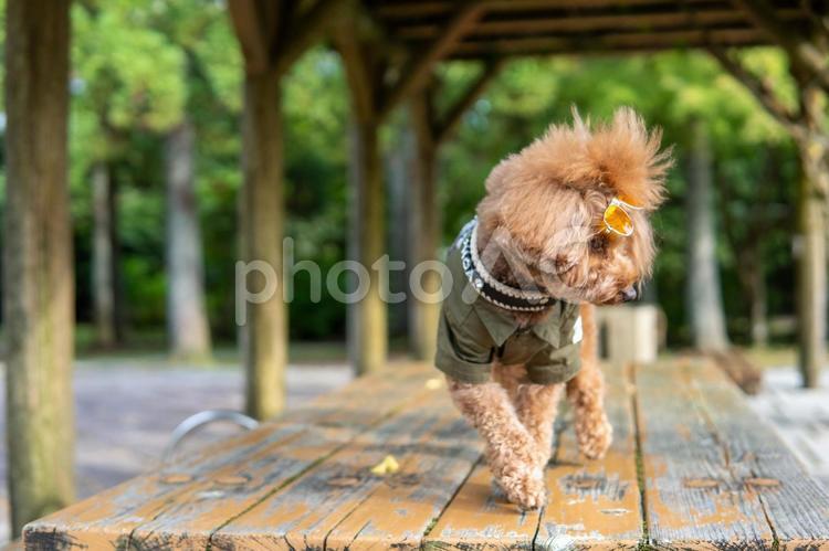 夏の公園で散歩するトイプードル トイプードル,トイプー,夏の写真素材