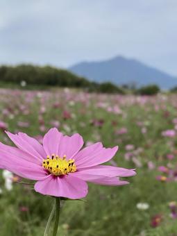 秋の午後に咲きほこるコスモスの花の写真