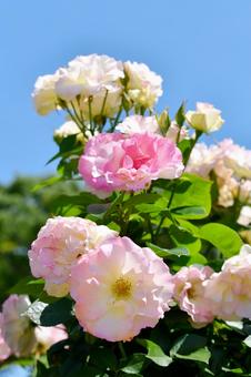 薔薇 マチルダ 薔薇 マチルダ 薔薇,マチルダ,ピンクの写真素材