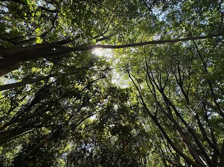 Photo, miscellaneous forest, the trees, the view from below, 