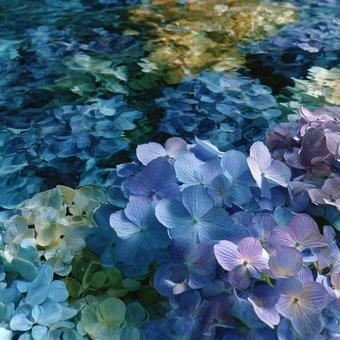 水中紫陽花 水中紫陽花の写真