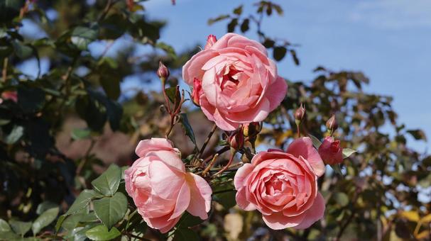 【花の写真】ばらの花 rose,植物,園芸の写真素材
