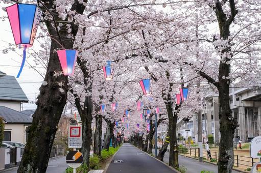 武蔵浦和の遊歩道の桜 武蔵浦和の遊歩道の桜の写真