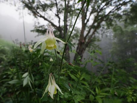 Wildflowers: Yellow mountain columbine, JPG Wildflowers: Yellow mountain columbine, JPG