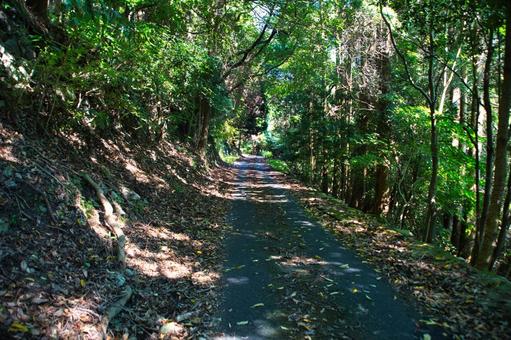 木漏れ日の散歩道 木漏れ日の散歩道 自然,森,道の写真素材
