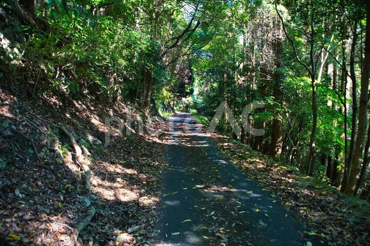 木漏れ日の散歩道 自然,森,道の写真素材