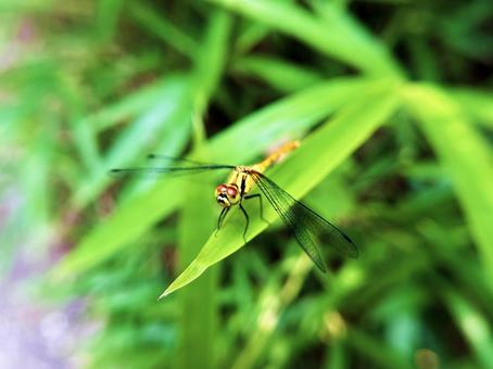 一休みするトンボ 一休みするトンボ トンボ,休憩,蜻蛉の写真素材