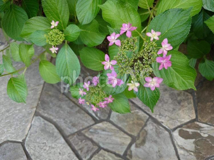 あじさいの花 紫陽花,あじさい,アジサイの写真素材