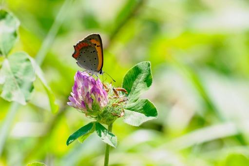 Photo, insect, butterfly, bennisimi, 