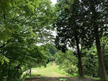 新緑に包まれた林道の眺め 新緑,森林,林道の写真素材