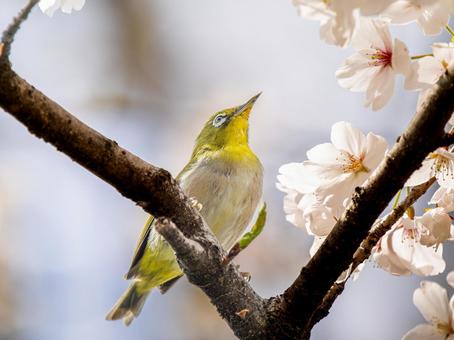 桜とメジロ・サクジロー メジロ,野鳥,鳥の写真素材