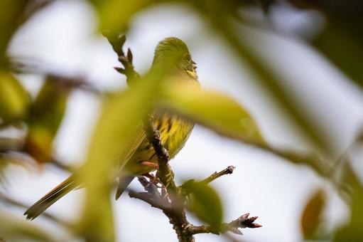 アオジ⑷の写真