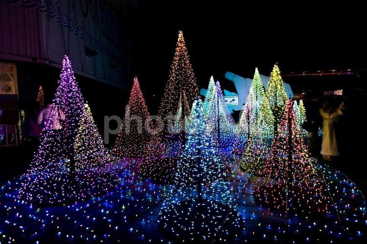 イルミの森 クリスマス,イルミネーション,ライトアップの写真素材