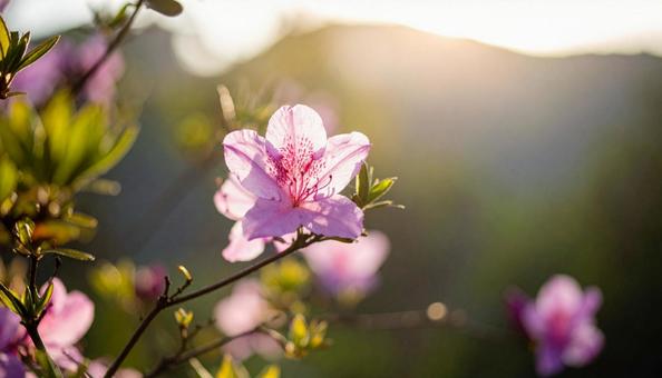 ツツジの花の写真