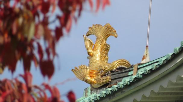 名古屋城　天守閣　金のシャチホコと紅葉 名古屋城,尾張徳川家,御三家の写真素材