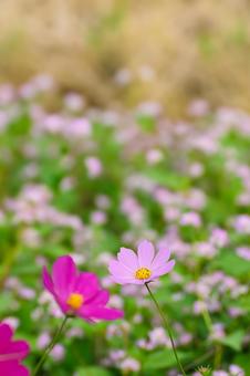 ピンクのコスモスの花 ピンクのコスモスの花の写真