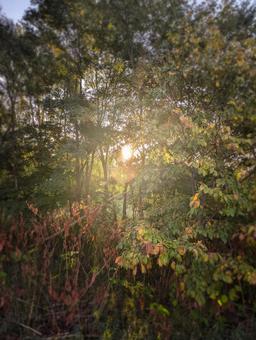 朝日と森 朝日と森 自然,木,景色の写真素材