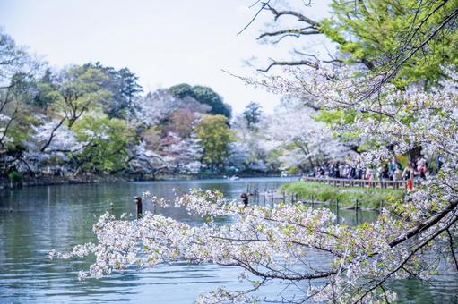 井の頭公園の池にかかる桜 井の頭公園の池にかかる桜の写真