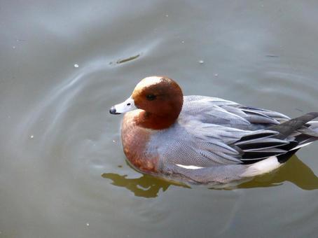 池の水面に浮かぶオスのヒドリガモ 池の水面に浮かぶオスのヒドリガモ ヒドリガモ,鳥,野鳥の写真素材