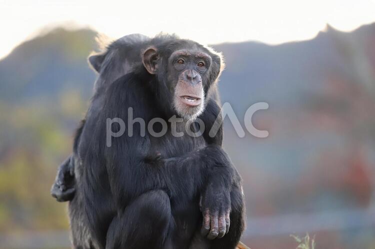 秋深し となりは何を、、、 野生動物,チンパンジー,自然の写真素材