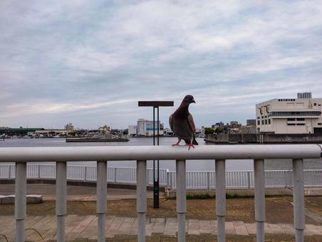 Photo, hydrophilic park, dove, funabashi, 