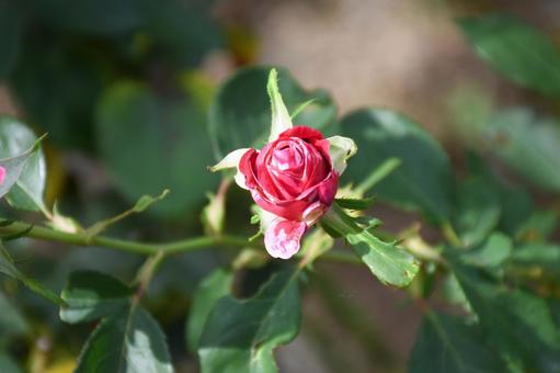 蕾 植物,花,バラの写真素材