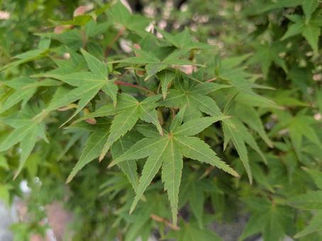 Lush maple trees, JPG