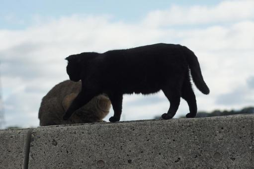 ねこ ねこの写真