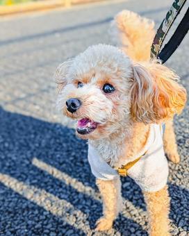 お散歩中のトイプードル 犬,散歩,お散歩の写真素材