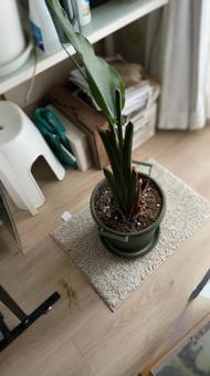 Photo, strelitzia augusta, hornbill family, foliage plant, 
