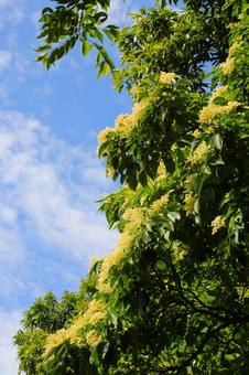 青空に映えるミズキの花1(横浜市内にて)の写真