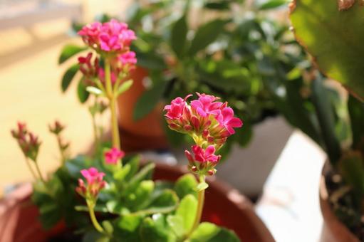 カランコエの花 カランコエの花 カランコエ,開花,室内の写真素材