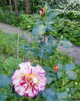 マダラ模様の薔薇 マダラ模様の薔薇の写真