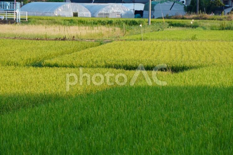 水田の風景 稲穂,植物,穀物の写真素材