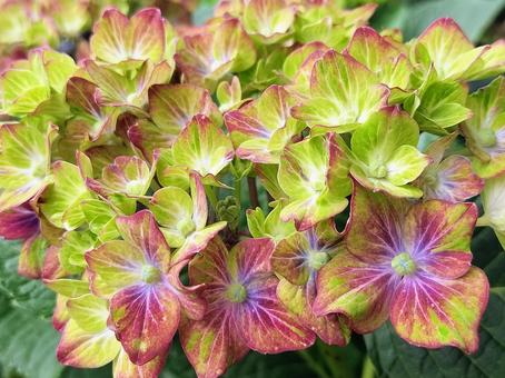 緑の紫陽花・シュロスバッカーバルト 緑の紫陽花・シュロスバッカーバルトの写真