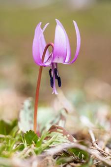 Photo, weed, katakuri, close-up, 