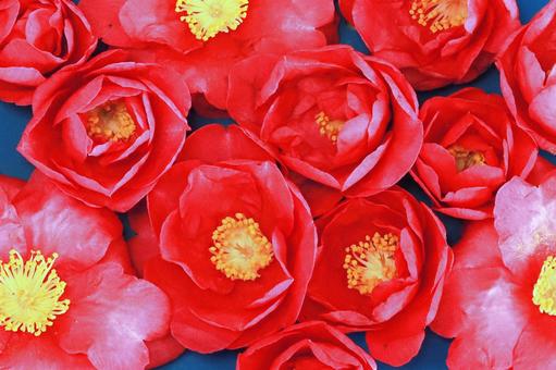 ツバキの花 花木,椿,赤色の写真素材