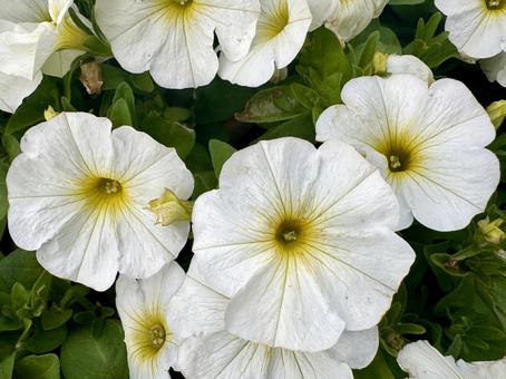 White petunia flowers, JPG