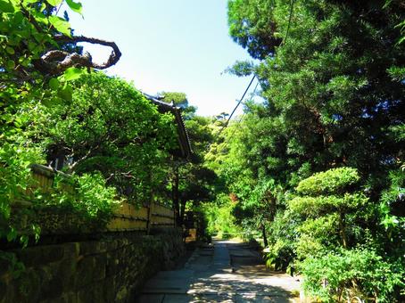植物が生い茂る日本の細道 植物が生い茂る日本の細道 石垣,細道,日本の写真素材