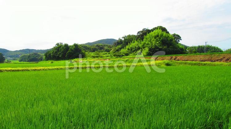 稲作の田園風景 田園,風景,背景の写真素材
