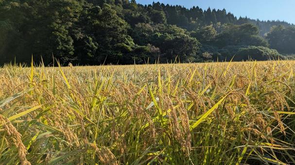 たわわに実った稲穂 たわわに実った稲穂 秋,田んぼ,田の写真素材