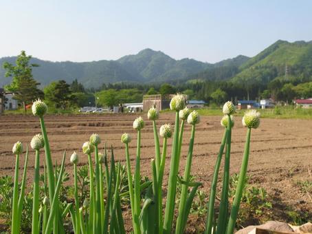 韭菜帽, JPG 韭菜帽, 大蔥, 帽子, 韭菜帽, JPG