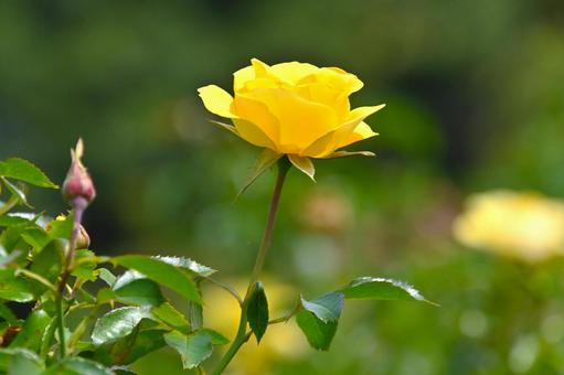 バラ園に咲く美しい秋バラ バラ園に咲く美しい秋バラ 薔薇の花,バラ,花の写真素材