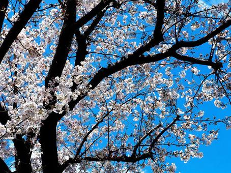 桜_県境の遊歩道_16 桜_県境の遊歩道_16の写真