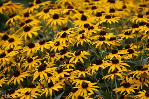 満開の黄色い花びらのルドベキアの花畑 満開の黄色い花びらのルドベキアの花畑の写真