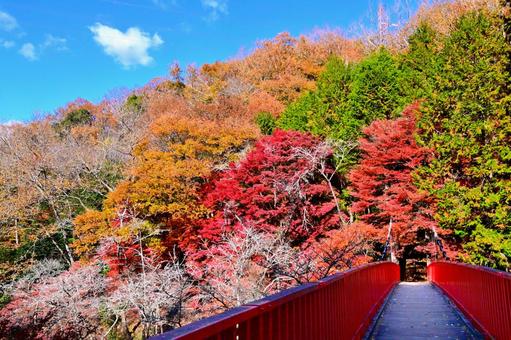  大滝渓谷の紅葉風景 王滝渓谷,中之瀬大橋,赤い橋の写真素材