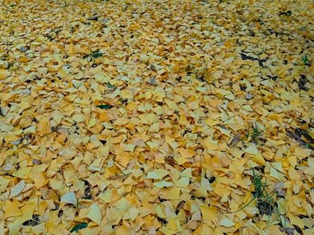 イチョウの絨毯 イチョウの絨毯 落ち葉,イチョウ,晩秋の写真素材