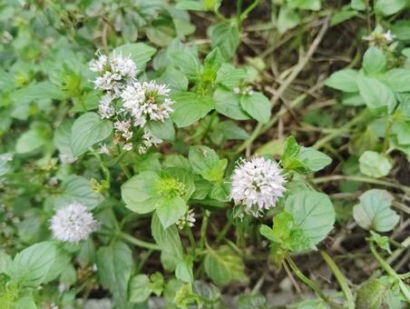 オレンジミント オレンジミント ミント,オレンジミント,香りの写真素材
