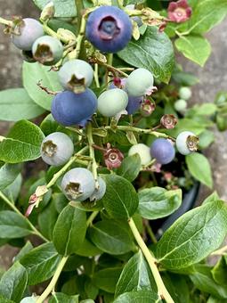 家庭菜園ブルーベリー ブルーベリー,家庭菜園,庭の写真素材