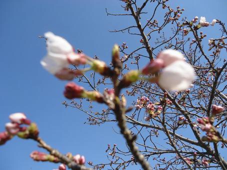 Cherry blossom cherry blossom, cherry blossoms, many times, sakura, JPG